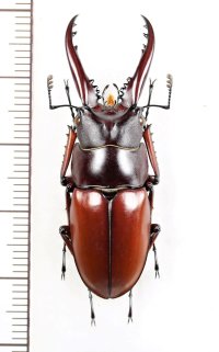 アスタコイデスノコギリクワガタ  Prosopocoilus astacoides dubernardi　♂42.4mm　中国雲南省
