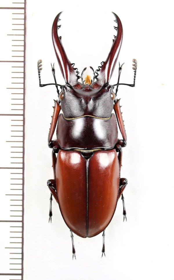 画像1: アスタコイデスノコギリクワガタ  Prosopocoilus astacoides dubernardi　♂42.4mm　中国雲南省