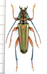 カミキリムシの一種 　Cerambycidae species　 ベトナム北東部