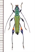 カミキリムシの一種 　Cerambycidae species　 ベトナム北東部