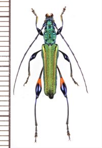 カミキリムシの一種 　Cerambycidae species　 ベトナム北東部