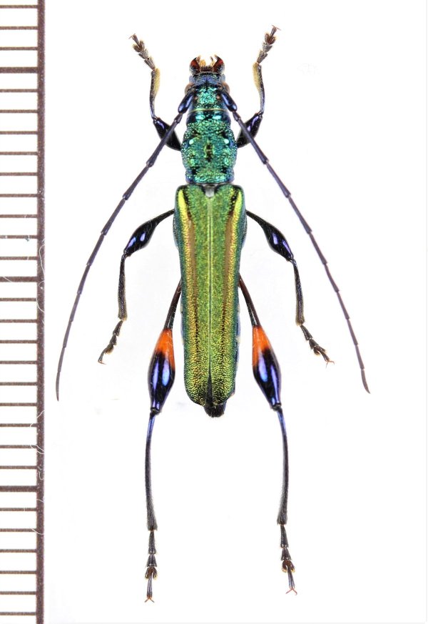 画像1: カミキリムシの一種 　Cerambycidae species　 ベトナム北東部