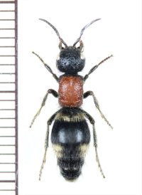 ミカドアリバチ　♀　山梨県
