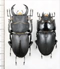 キュウシュウヒメオオクワガタ　ペア　♂43.7mm♀35.6mm　宮崎県