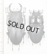 キュウシュウヒメオオクワガタ　ペア　♂43.7mm♀35.6mm　宮崎県