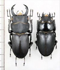 キュウシュウヒメオオクワガタ　ペア　♂43.7mm♀35.6mm　宮崎県