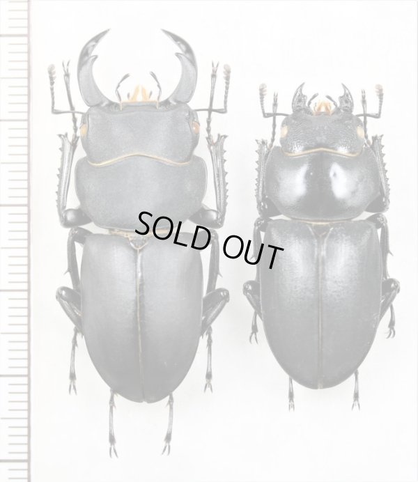 画像1: キュウシュウヒメオオクワガタ　ペア　♂43.7mm♀35.6mm　宮崎県
