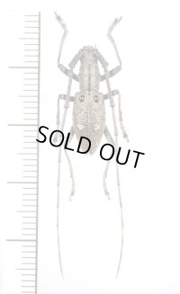 コブヤハズカミキリ族の一種　Pseudoechthistatus obliquefasciatus　♂　中国（雲南省）