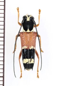 アリバチ擬態のカミキリムシの一種　 Glenea caraga ssp.　♀　 ベトナム中部
