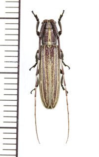ヨナグニシロスジドウボソカミキリ　♀　宮古島
