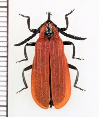 タイワンベニボタル　八重山亜種　♀　石垣島