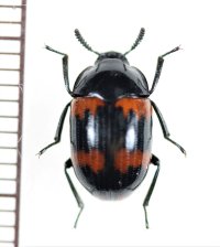 オオモンキゴミムシダマシ　1頭　北海道