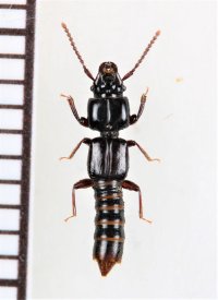 ヤクツノツツハネカクシ　1頭　屋久島