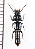 キムラツノツツハネカクシ　1頭　沖縄本島