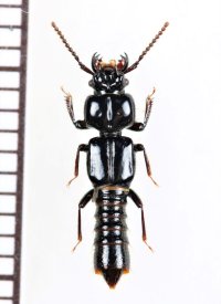 キムラツノツツハネカクシ　1頭　沖縄本島