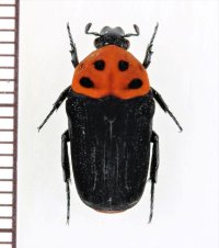 ハナムグリの一種　Glycyphana macquarti　インドネシア（ジャワ島）