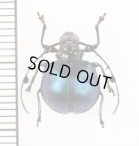 カミキリムシの一種　Cyclopeplus peruvianus　♀　ペルー