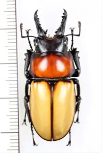 クワガタムシの一種　 Neolucanus baongocae　♂37.8mm　ベトナム中部