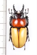 クワガタムシの一種　 Neolucanus baongocae　♂35.6mm　ベトナム中部