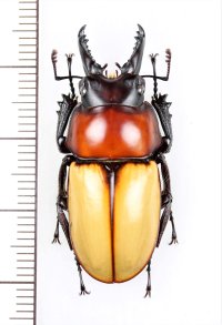 クワガタムシの一種　 Neolucanus baongocae　♂35.6mm　ベトナム中部