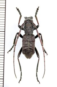 カミキリムシの一種　Petromorphus yunnanus　♂　中国（雲南省）