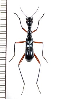 クビナガハンミョウの一種　Neocollyris species　♂　ベトナム中部