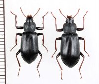 ヒメユミアシゴミムシダマシ　ペア　奈良県