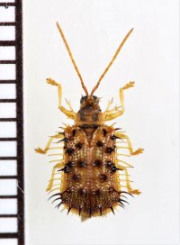 トゲハムシの一種　Hispinae species　 ベトナム南部
