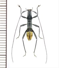 アリ擬態のカミキリムシの一種　 Clytomelegena postaurata　♂　 ベトナム中部