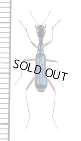 クビナガハンミョウの一種　Neocollyris species　♂　ベトナム中部