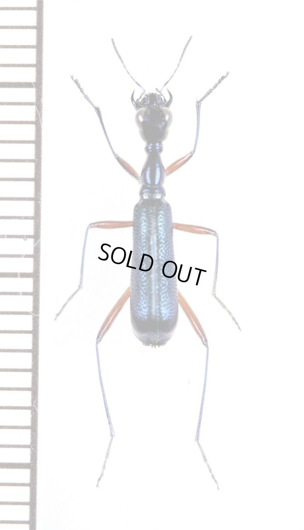 画像1: クビナガハンミョウの一種　Neocollyris species　♂　ベトナム中部