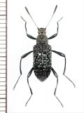 ゴミムシダマシの一種　Strongylium sp.　ベトナム中部