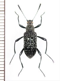ゴミムシダマシの一種　Strongylium sp.　ベトナム中部