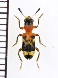 アリバチ擬態のカッコウムシの一種 　Tillicera sp.　ベトナム南部