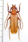 ウスバカミキリの一種　Prioninae  species　ベトナム中部