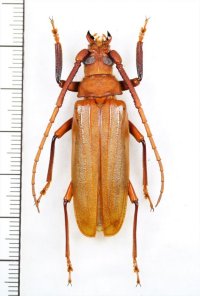 ウスバカミキリの一種　Prioninae  species　ベトナム中部