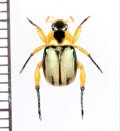 コガネムシの一種　Rutelinae species　♂　ベトナム中部
