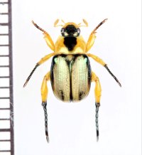 コガネムシの一種　Rutelinae species　♂　ベトナム中部