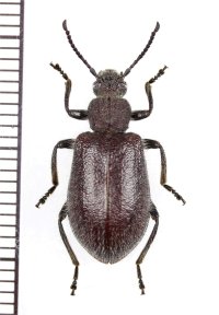 ハムシダマシの一種　Lagriini species　ベトナム中部