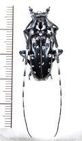 ゴマダラカミキリ　♂　山梨県