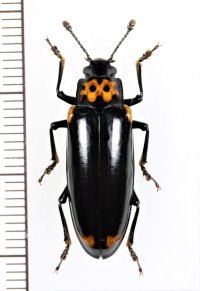 オオキノコムシ　♀　山梨県