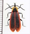 ベニボタルの一種　Lycidae species　中国（雲南省）