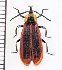 ベニボタルの一種　Lycidae species　中国（雲南省）