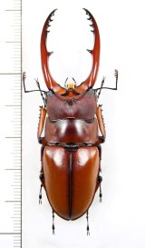 アスタコイデスノコギリクワガタ  Prosopocoilus astacoides dubernardi　♂66mm　中国雲南省