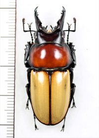 クワガタムシの一種　 Neolucanus baongocae　大型 ♂40.3mm　ベトナム中部