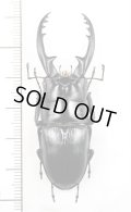アスタコイデスノコギリクワガタ  Prosopocoilus astacoides reni　♂57.6mm　中国海南省