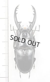 アスタコイデスノコギリクワガタ  Prosopocoilus astacoides reni　♂57.6mm　中国海南省