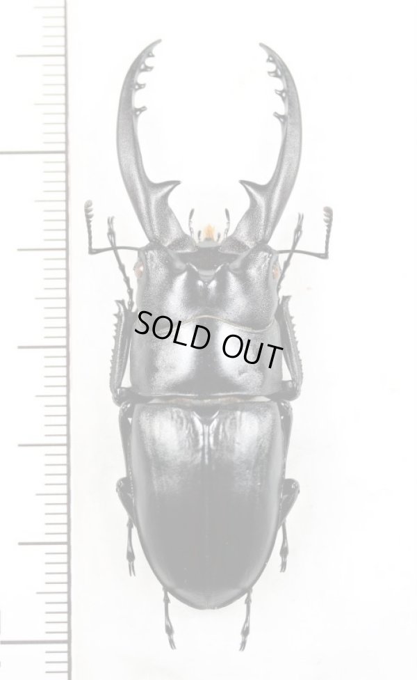 画像1: アスタコイデスノコギリクワガタ  Prosopocoilus astacoides reni　♂57.6mm　中国海南省