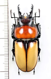 クワガタムシの一種　 Neolucanus baongocae　大型 ♂40.4mm　ベトナム中部