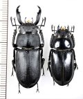アマミシカクワガタ 　ペア　♂38mm♀27.7mm　奄美大島